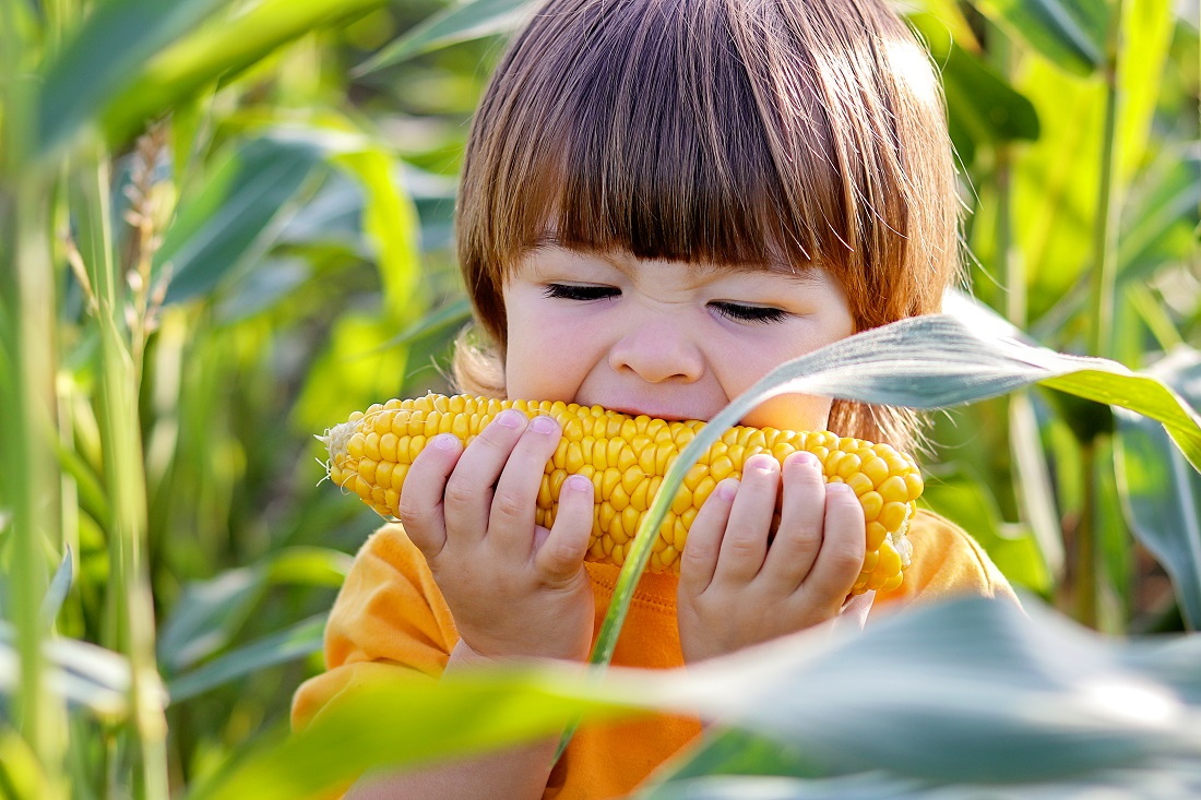 Haşlanmış Mısırda Gluten Var mı?